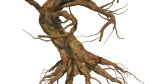 Dead Forest