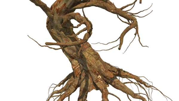 Dead Forest