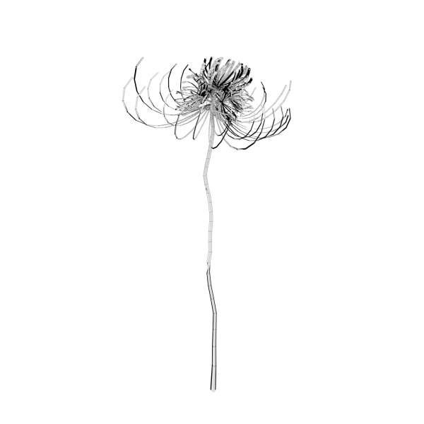 Dead Forest