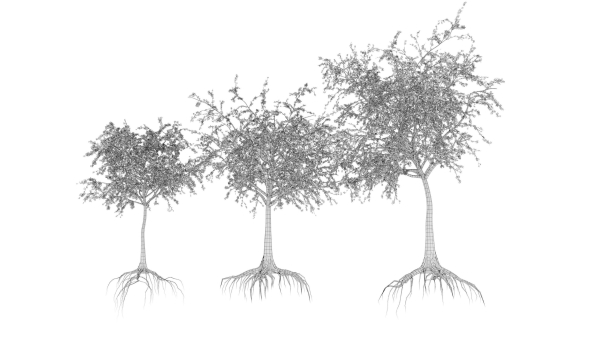 Dead Forest