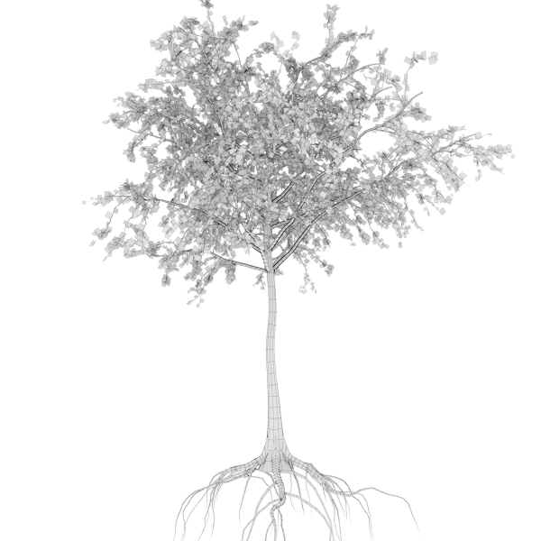 Dead Forest
