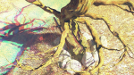 Dead Forest