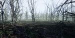 Dead Forest
