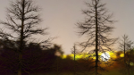 Dead Trees