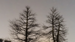 Dead Trees