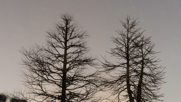 Dead Trees