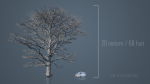Dead Trees