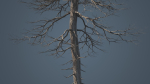 Dead Trees