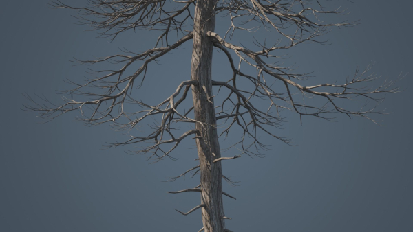 Dead Trees