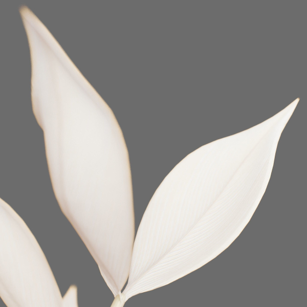 Decor branch Ruscus in a vase Set 61
