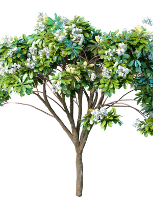 Decorative blooming outdoor garden tree with white flowers