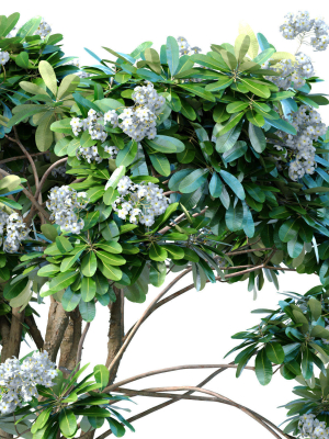 decorative-blooming-outdoor-garden-tree-with-white-flowers-3d-model-96fbe69640