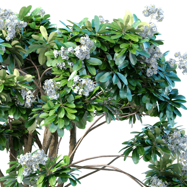 Decorative blooming outdoor garden tree with white flowers