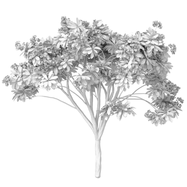 Decorative blooming outdoor garden tree with white flowers