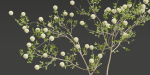 Decorative Branches vol 163-Blender