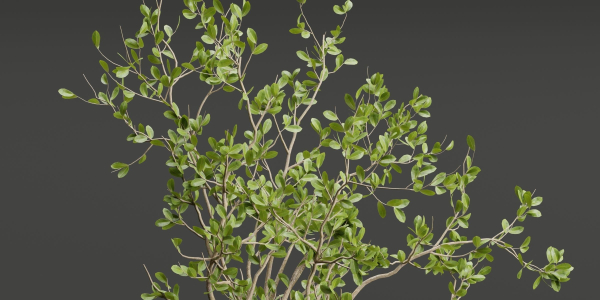 Decorative Branches vol 163-Blender