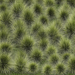decorative bushes feather grass grass for landscape design 1150