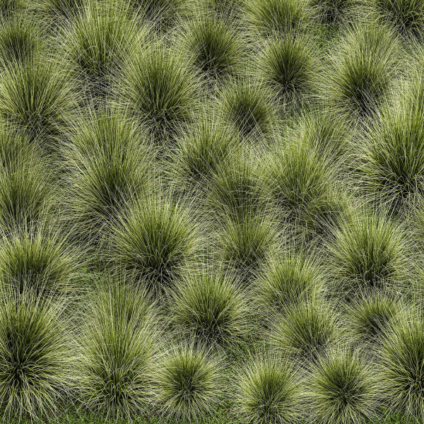 decorative bushes feather grass grass for landscape design 1150
