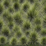 decorative bushes feather grass grass for landscape design 1150