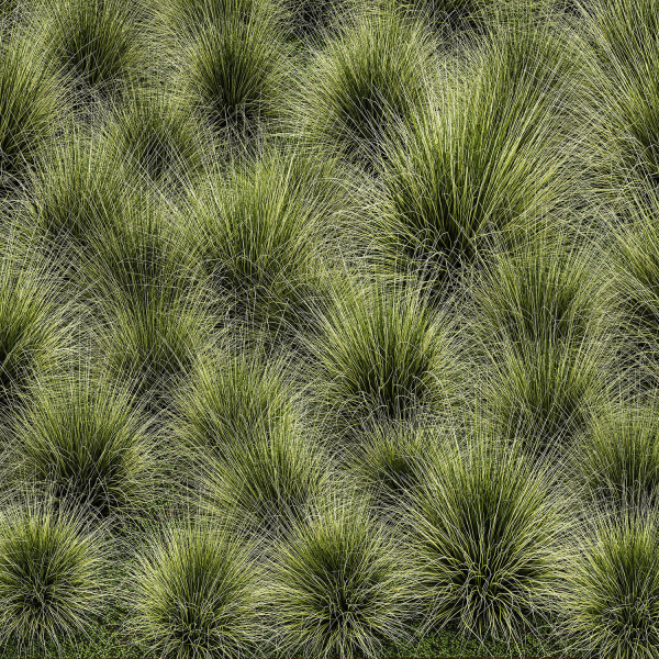 decorative bushes feather grass grass for landscape design 1150