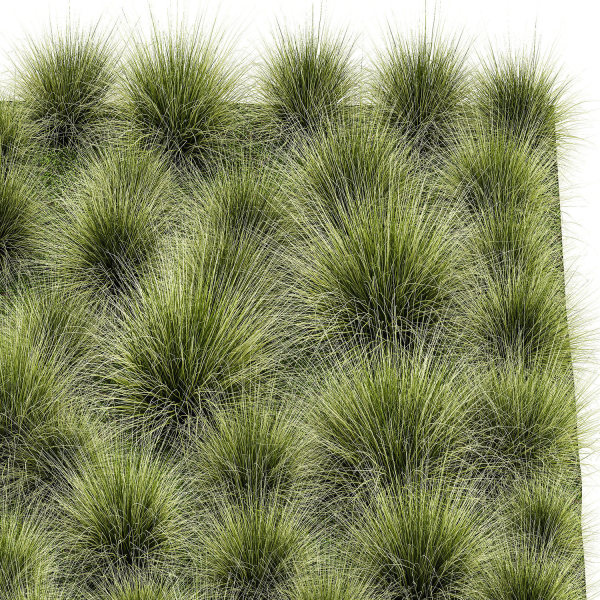 decorative bushes feather grass grass for landscape design 1150