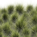 decorative bushes feather grass grass for landscape design 1150