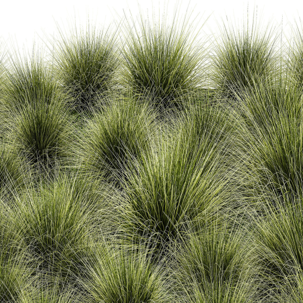 decorative bushes feather grass grass for landscape design 1150