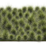 decorative bushes feather grass grass for landscape design 1150