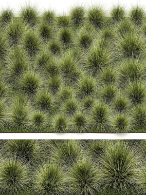 decorative bushes feather grass grass for landscape design 1150