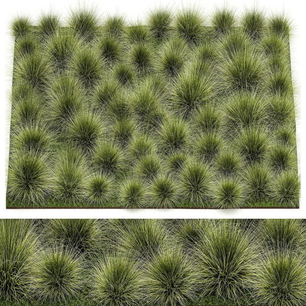 decorative bushes feather grass grass for landscape design 1150