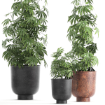 Decorative Cannabis in flowerpots 838