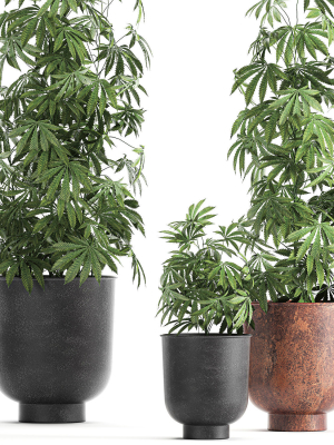 decorative-cannabis-in-flowerpots-838-3d-model-max-obj-fbx