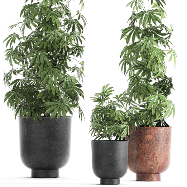 Decorative Cannabis in flowerpots 838