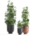 Decorative Cannabis in flowerpots 838