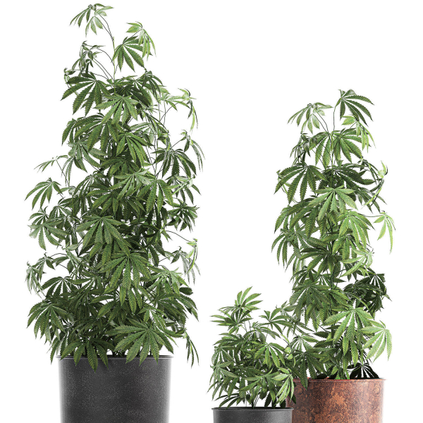 Decorative Cannabis in flowerpots 838