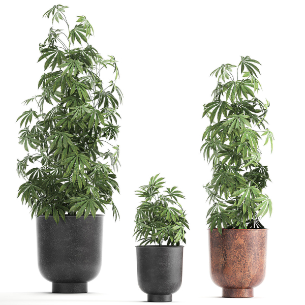 Decorative Cannabis in flowerpots 838