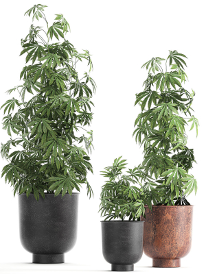 Decorative Cannabis in flowerpots 838