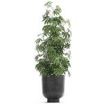 Decorative Cannabis in flowerpots 838