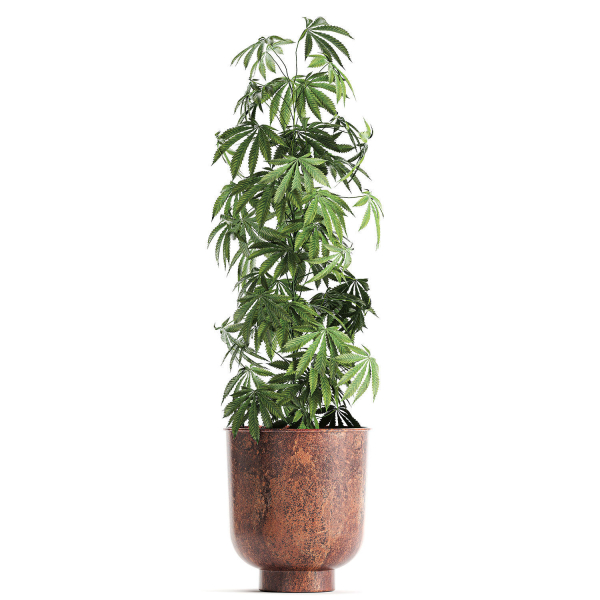 Decorative Cannabis in flowerpots 838