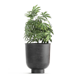 Decorative Cannabis in flowerpots 838