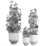 Decorative Cannabis in flowerpots 838