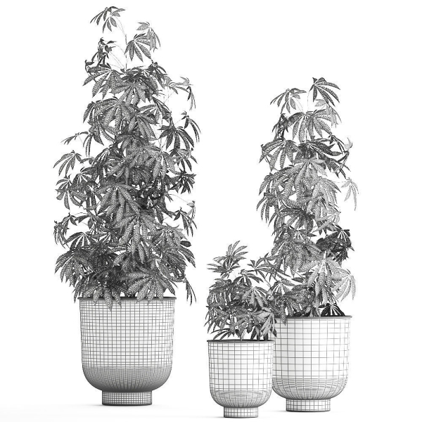 Decorative Cannabis in flowerpots 838