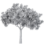 Decorative Evergreen Beautiful Garden Outdoor Tree Shrub