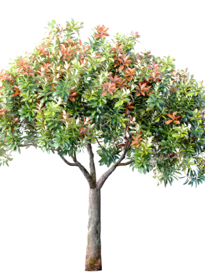 Decorative Evergreen Beautiful Garden Outdoor Tree Shrub