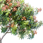 Decorative Evergreen Beautiful Garden Outdoor Tree Shrub