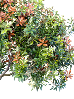 decorative-evergreen-beautiful-garden-outdoor-tree-shrub-3d-model-818d521ac1