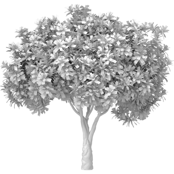 Decorative Evergreen Garden Outdoor Tree Shrub