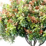 Decorative Evergreen Garden Outdoor Tree Shrub