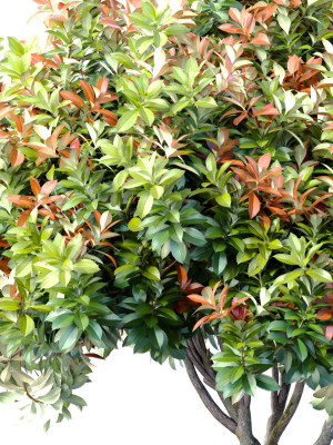 decorative-evergreen-garden-outdoor-tree-shrub-3d-model-c5584f49a3
