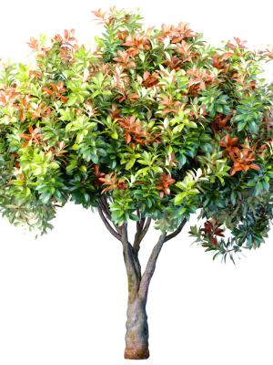 Decorative Evergreen Garden Outdoor Tree Shrub